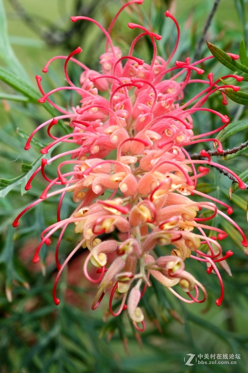 公园闲拍红花银桦