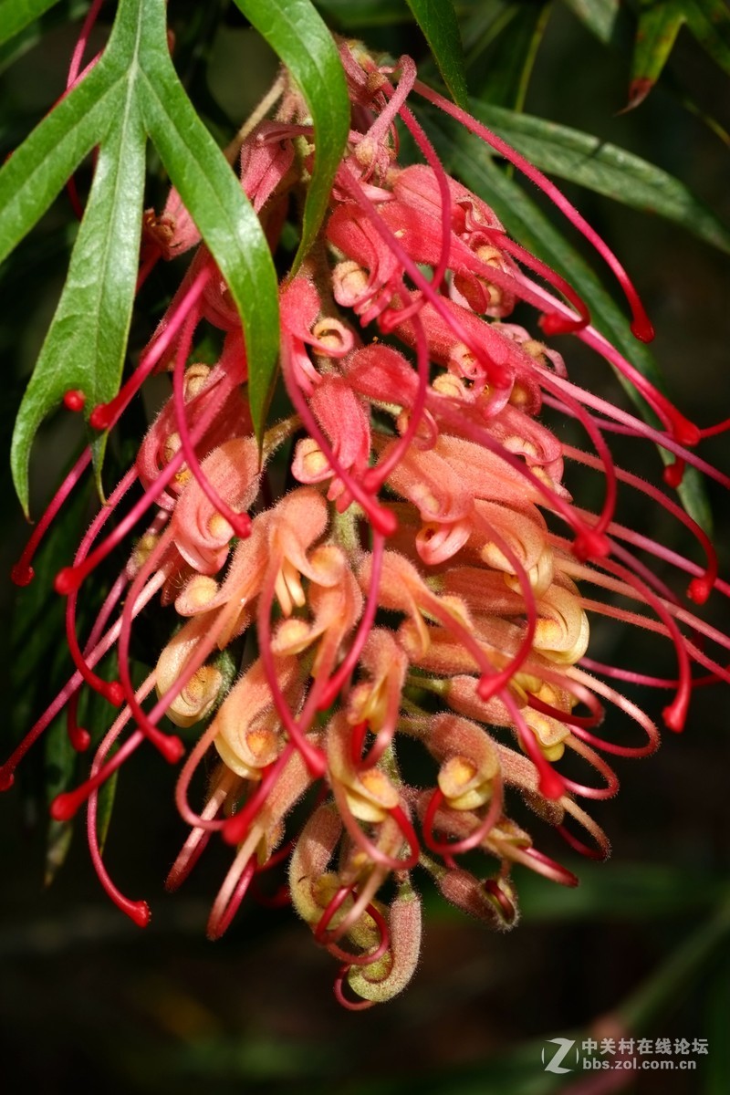 公园闲拍红花银桦