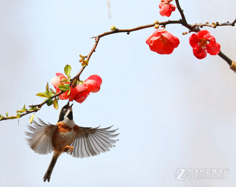 戀花的小鳥