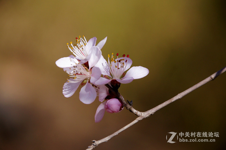 北京香山植物园花（一）
