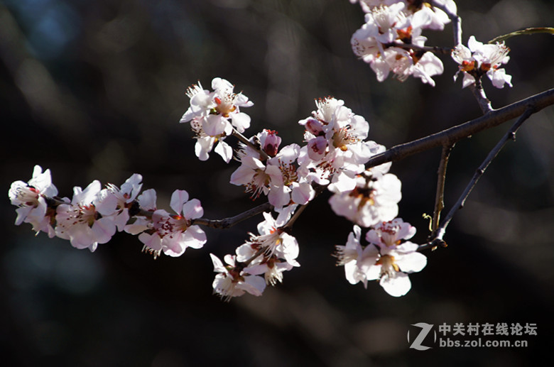 北京香山植物园花（一）
