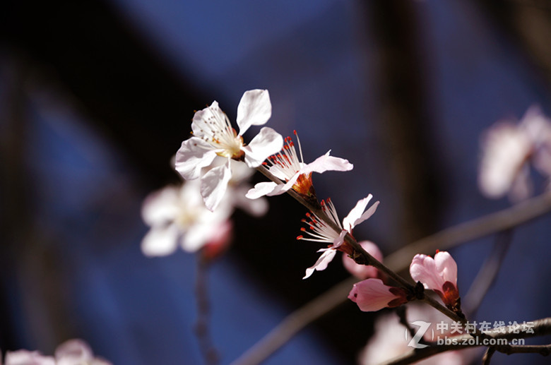 北京香山植物园花（一）