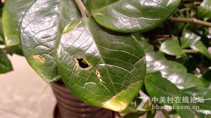 moto x 刚入手试拍（原片无后期）