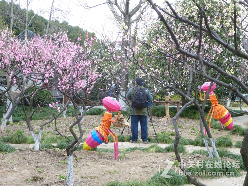 2015上海莘庄公园梅花展随拍