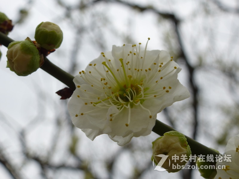 2015上海莘庄公园梅花展随拍