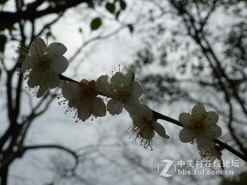 2015上海莘庄公园梅花展随拍