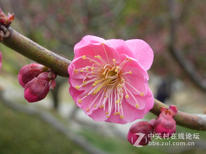 2015上海莘庄公园梅花展随拍