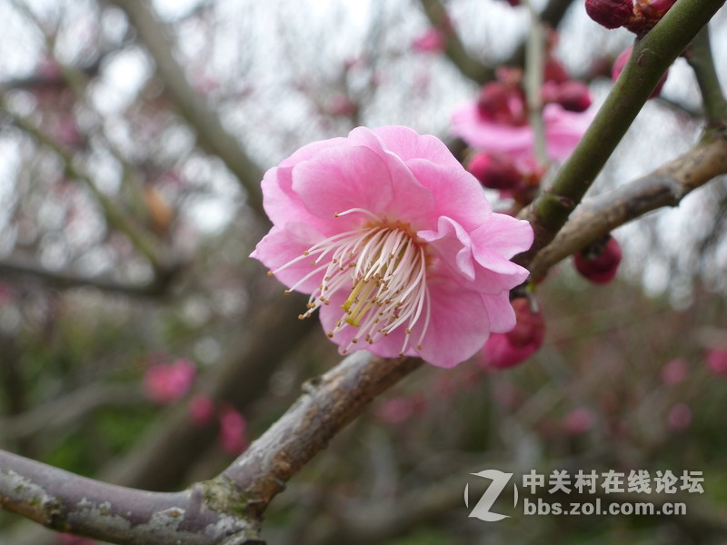 2015上海莘庄公园梅花展随拍