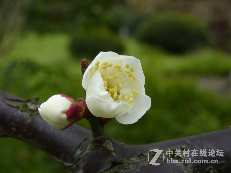 2015上海莘庄公园梅花展随拍