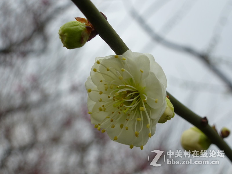 2015上海莘庄公园梅花展随拍