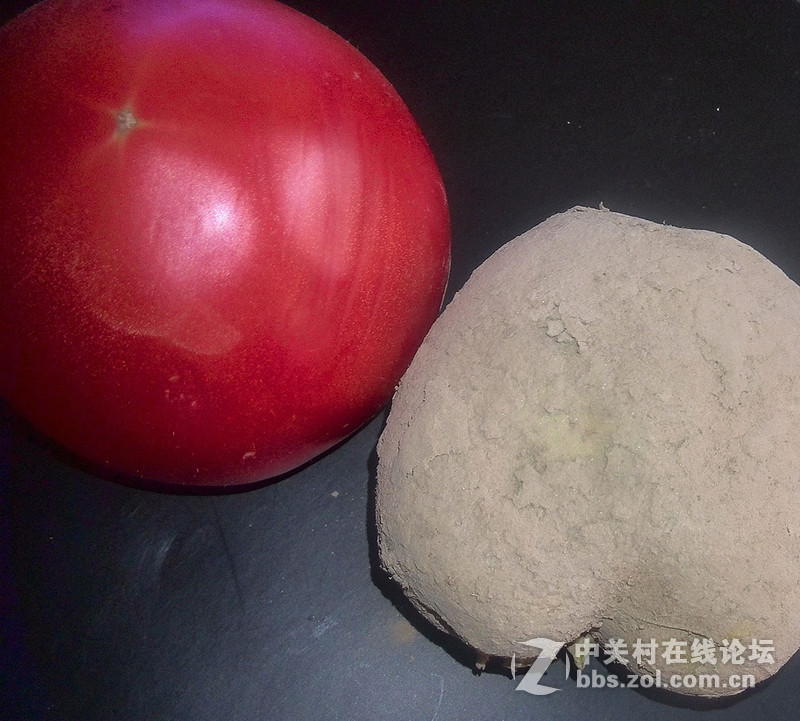 西红柿与养育  【d2】