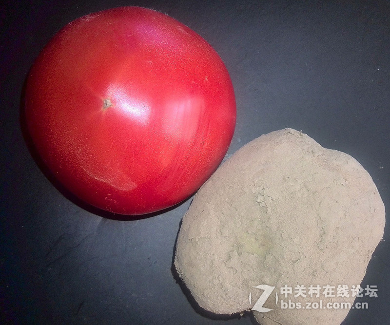 西红柿与养育  【d2】