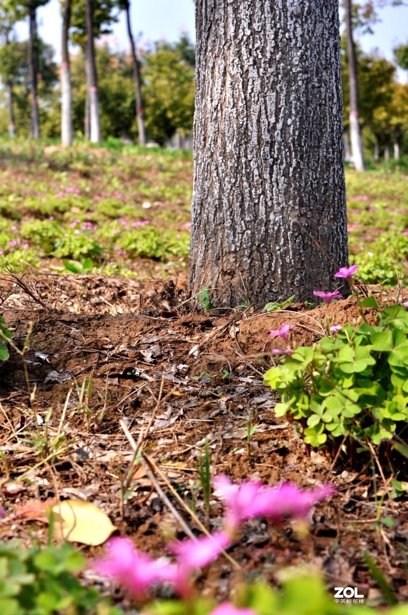 残幅机定焦头拍风景