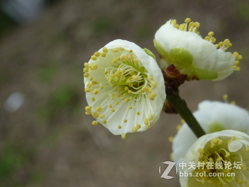 2015上海莘庄公园梅花展随拍