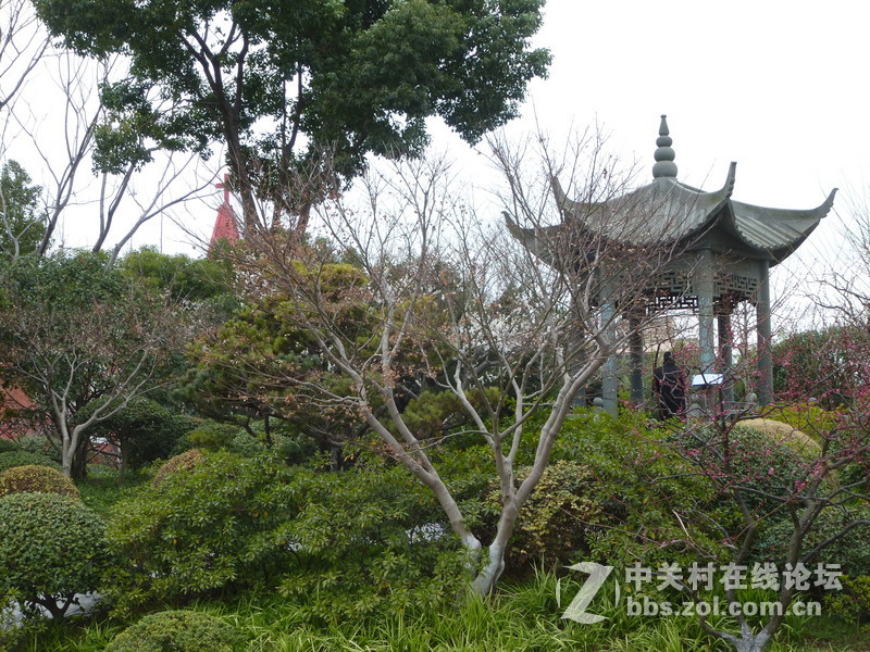 2015上海莘庄公园梅花展随拍