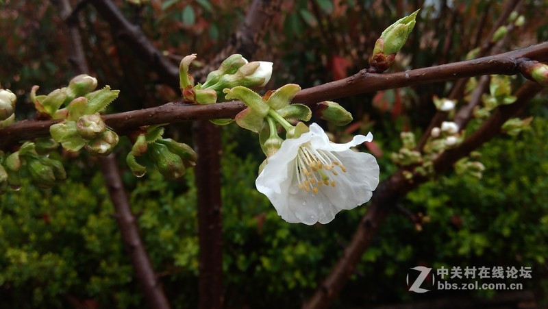 #大神F1极速版拍照#-雨后花朵
