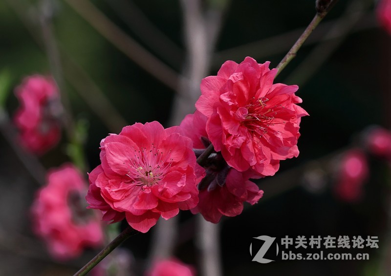 春暖花开