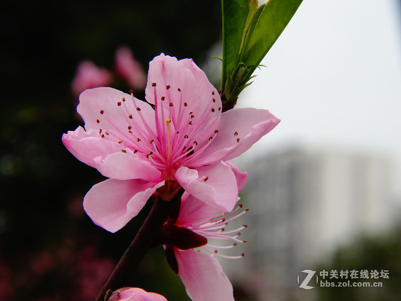 桃李芬芳