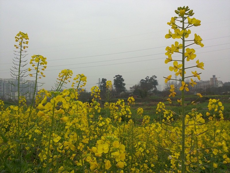 #N1新年送# 大年这七天之四：年初三，希望的田野上