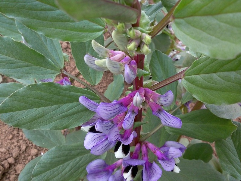 #N1新年送# 大年这七天之四：年初三，希望的田野上