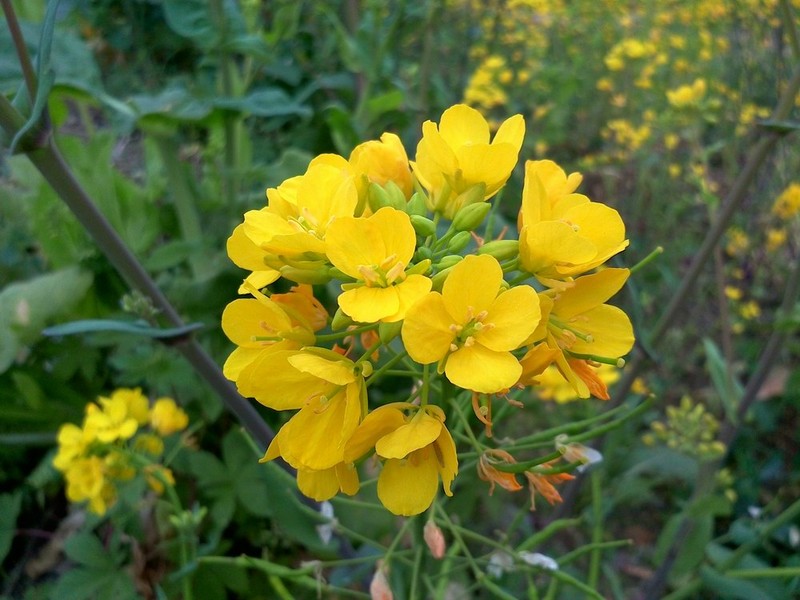 #N1新年送# 大年这七天之四：年初三，希望的田野上