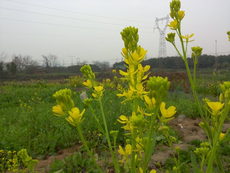 #N1新年送# 大年这七天之四：年初三，希望的田野上