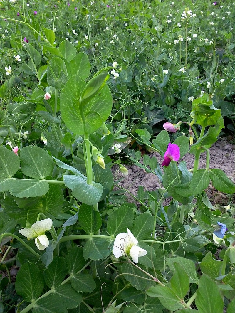 #N1新年送# 大年这七天之四：年初三，希望的田野上