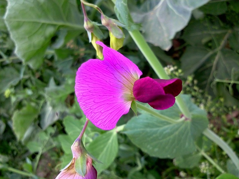 #N1新年送# 大年这七天之四：年初三，希望的田野上