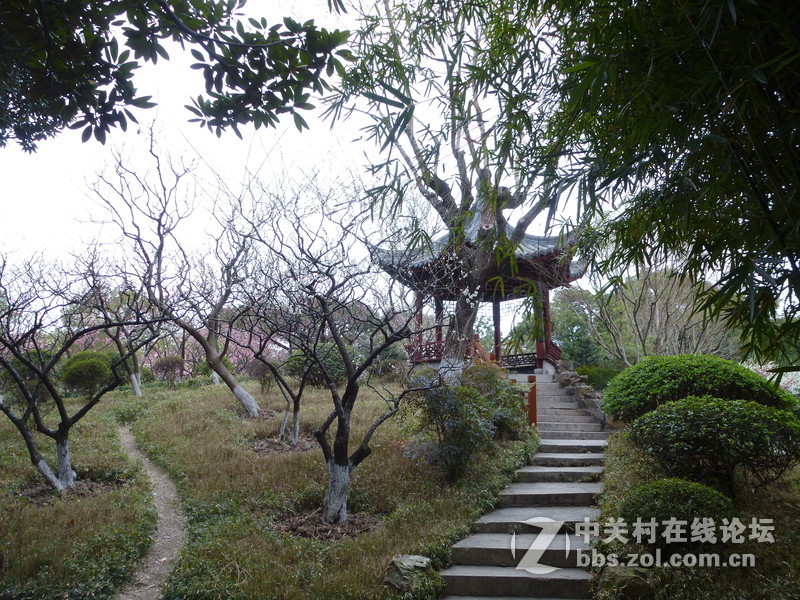 2015上海莘庄公园梅花展随拍