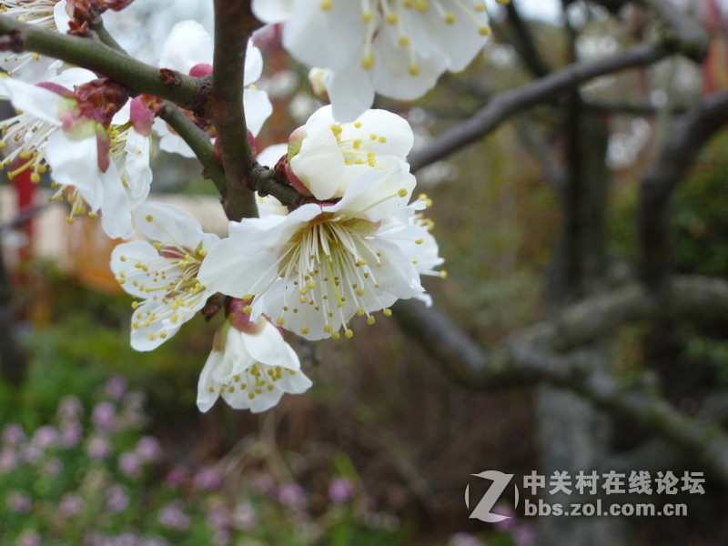 2015上海莘庄公园梅花展随拍