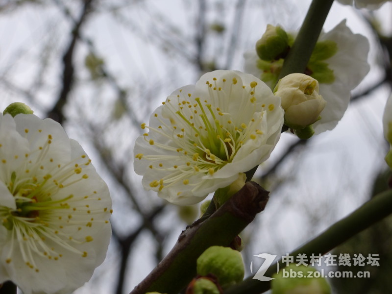 2015上海莘庄公园梅花展随拍