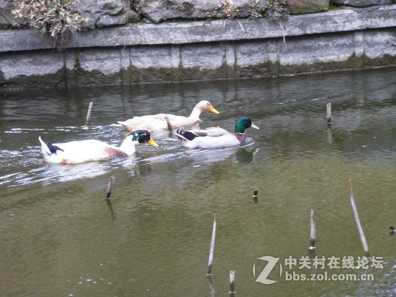 2015上海莘庄公园梅花展随拍