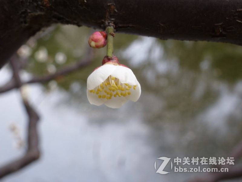 2015上海莘庄公园梅花展随拍