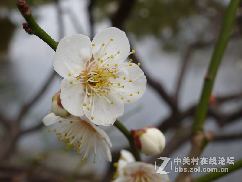 2015上海莘庄公园梅花展随拍