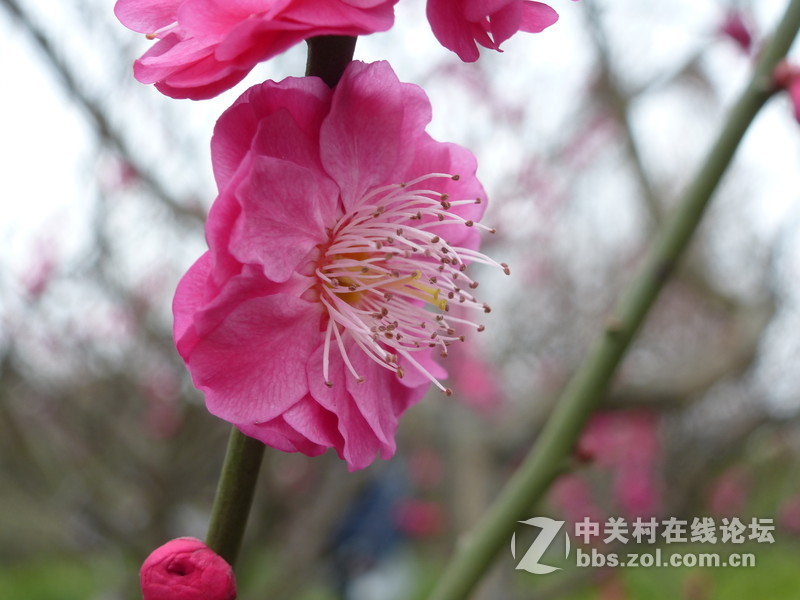 2015上海莘庄公园梅花展随拍