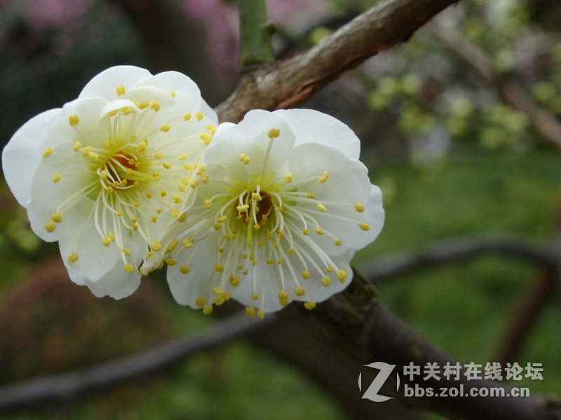 2015上海莘庄公园梅花展随拍