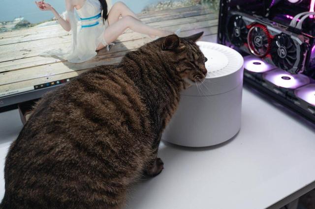 萌宠和清香一个都不能少，养宠好物petree宠物净味器