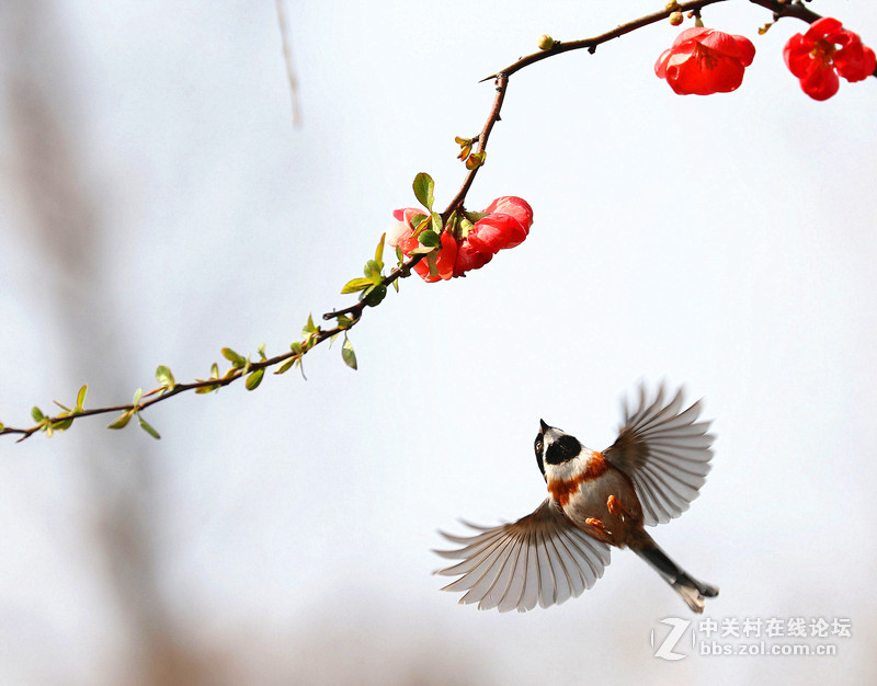 海棠花下的小鸟
