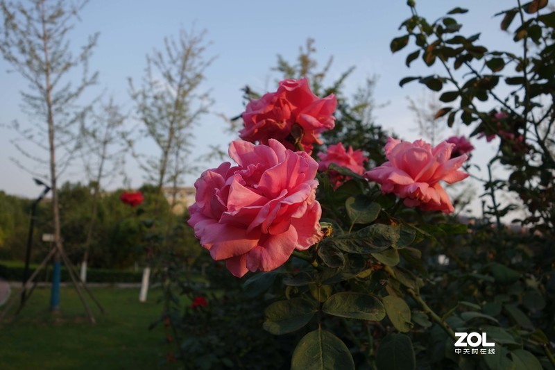 黑卡RX100m2在光线好的时候跟手机拍照无差别