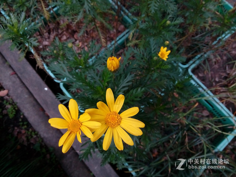 低价不低质-华为荣耀3C