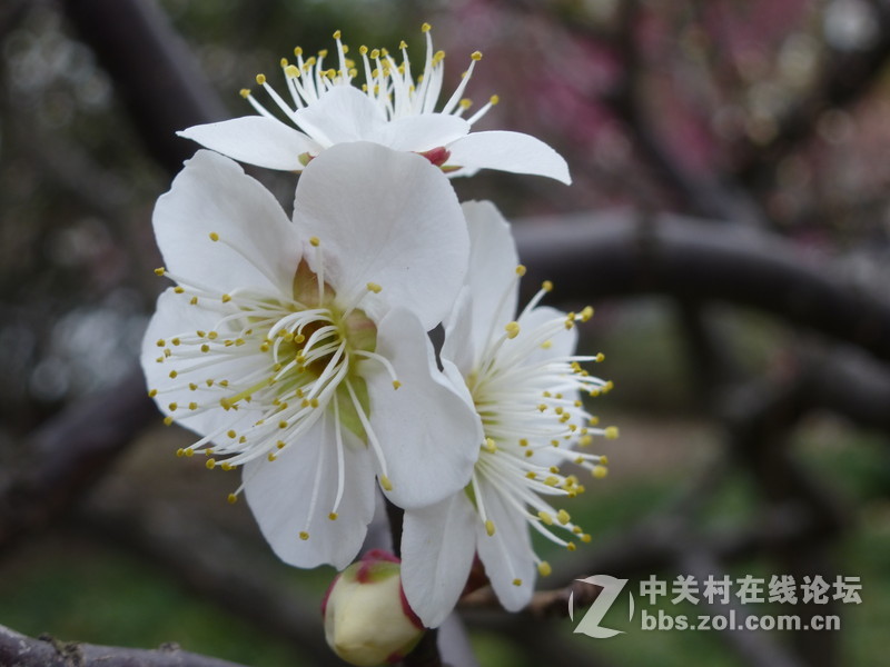 2015上海莘庄公园梅花展随拍