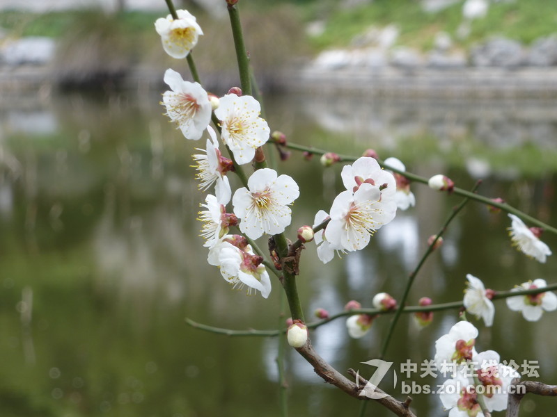 2015上海莘庄公园梅花展随拍