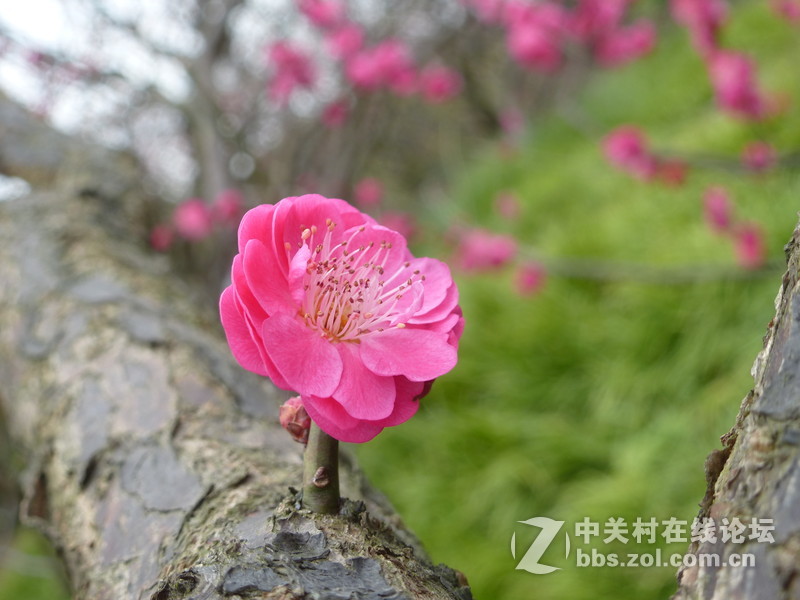 2015上海莘庄公园梅花展随拍