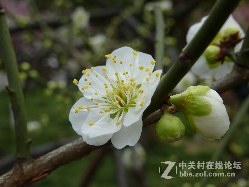2015上海莘庄公园梅花展随拍