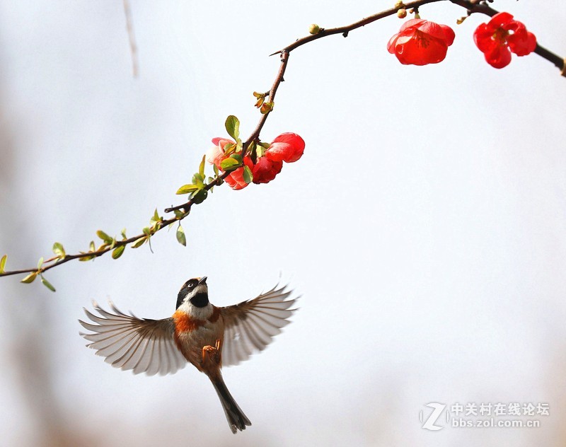 海棠花下的小鸟