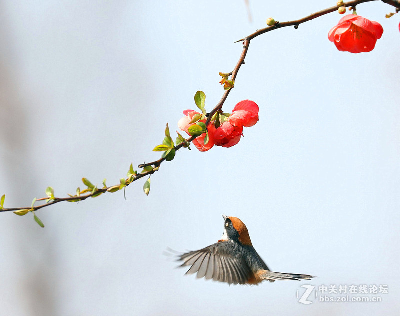 海棠花下的小鸟