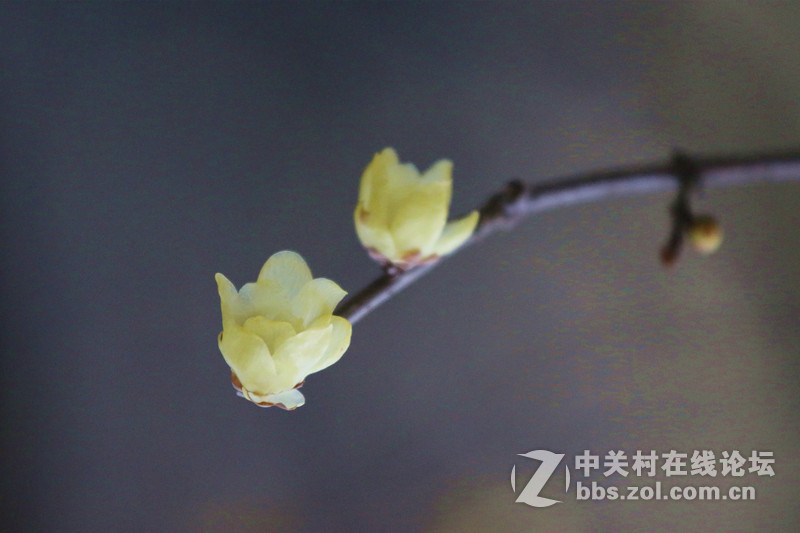 一组腊梅！