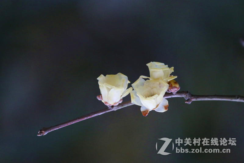 一组腊梅！