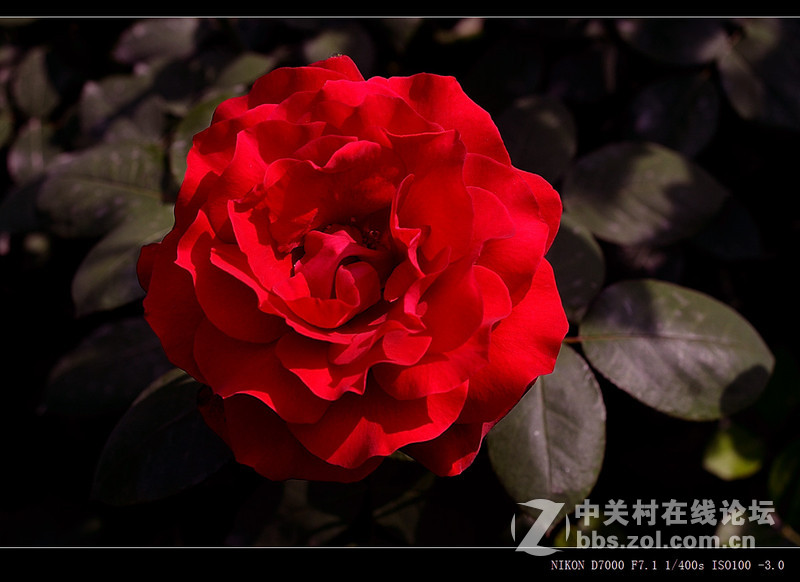 #尼康花卉作品赏析#第26期《十四束花献给情人节》