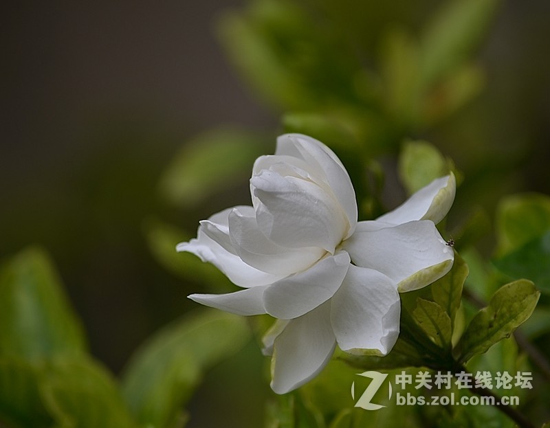 #尼康花卉作品赏析#第26期《十四束花献给情人节》